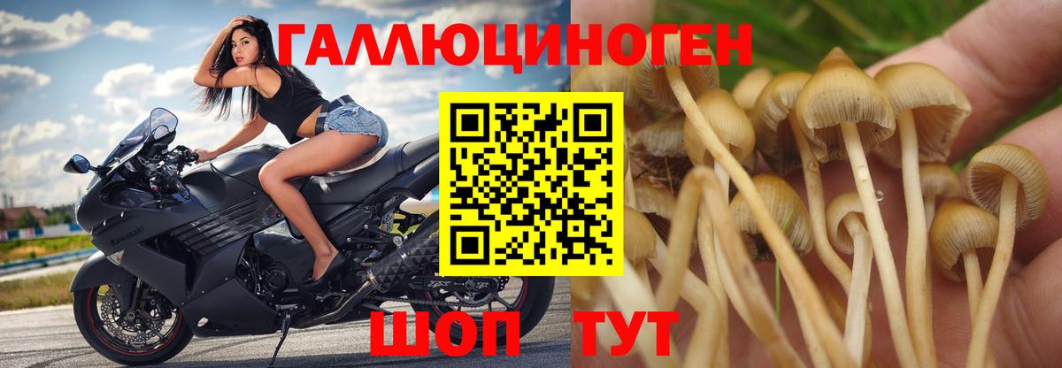 Галлюциногенные грибы Psilocybine cubensis Воркута